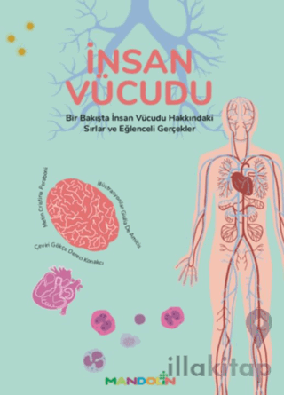 İnsan Vücudu