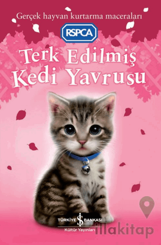 Terk Edilmiş Kedi Yavrusu